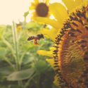 Industry Buzzes About Declining Pollinator Population