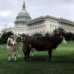 Plant-Based Brands Lobby Against Dairy Pride Act