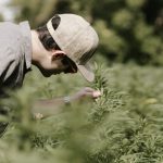 Passage of Farm Bill Poised to Reshape Hemp, CBD Product Landscape