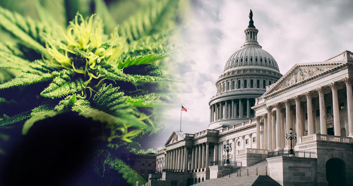 Federal Decriminalization Of Marijuana Proposed In Senate | Nosh.com