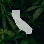 CBD Legalized in California as Governor Signs AB-45 Into Law