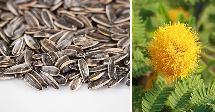 sunflower seeds and acacia flower