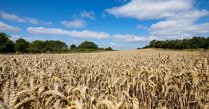 Sustainability in Food 2022