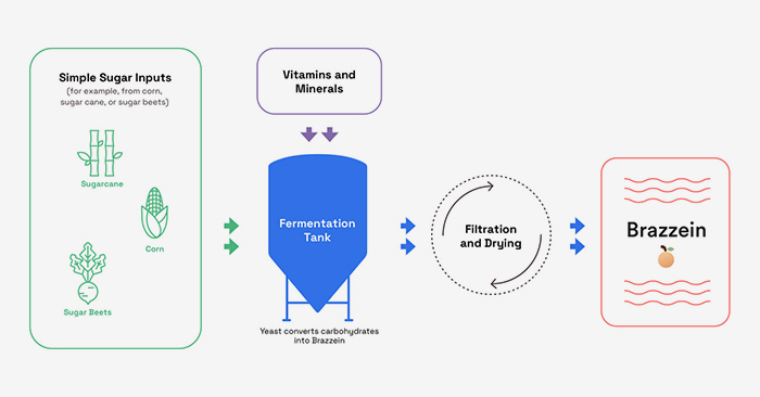 Sweegen's precision fermentation process for making brazzein.