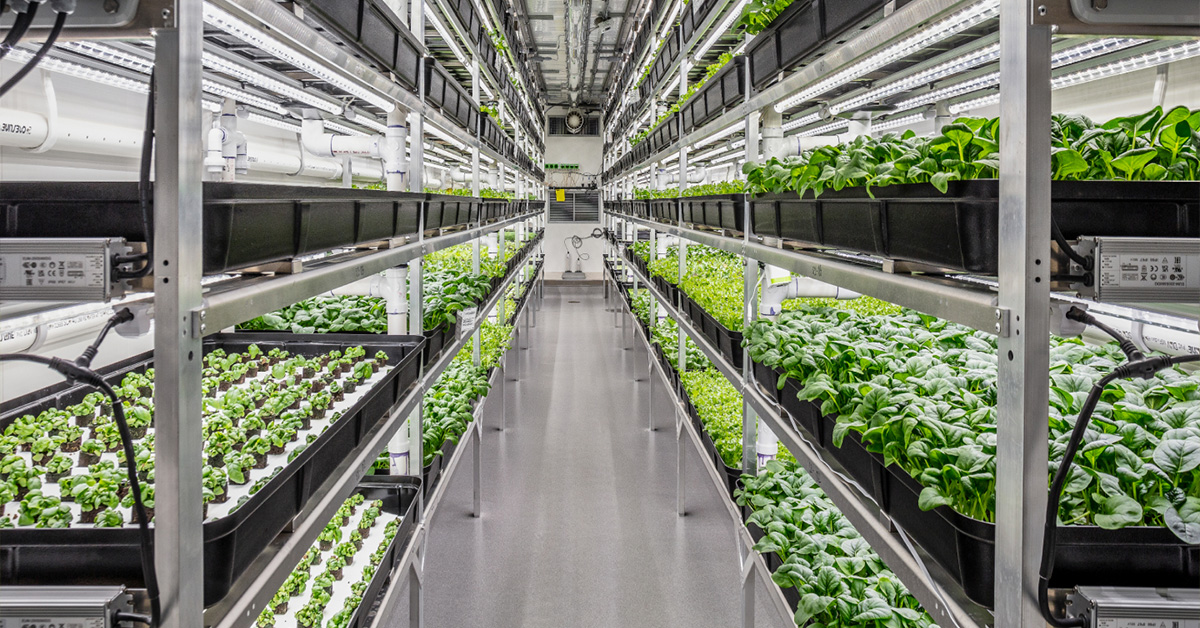 Herbs and leafy greens have become the most ubiquitous crops for vertical farming businesses