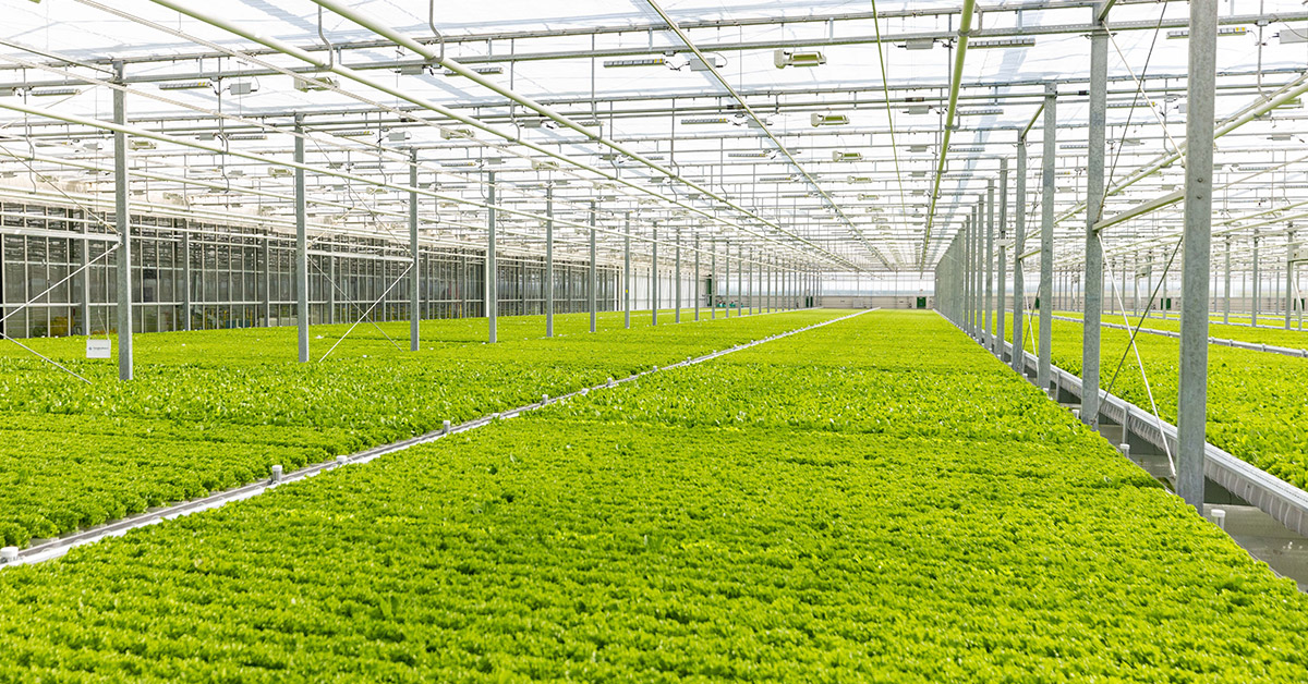One of the BrightFarms indoor farming facilities