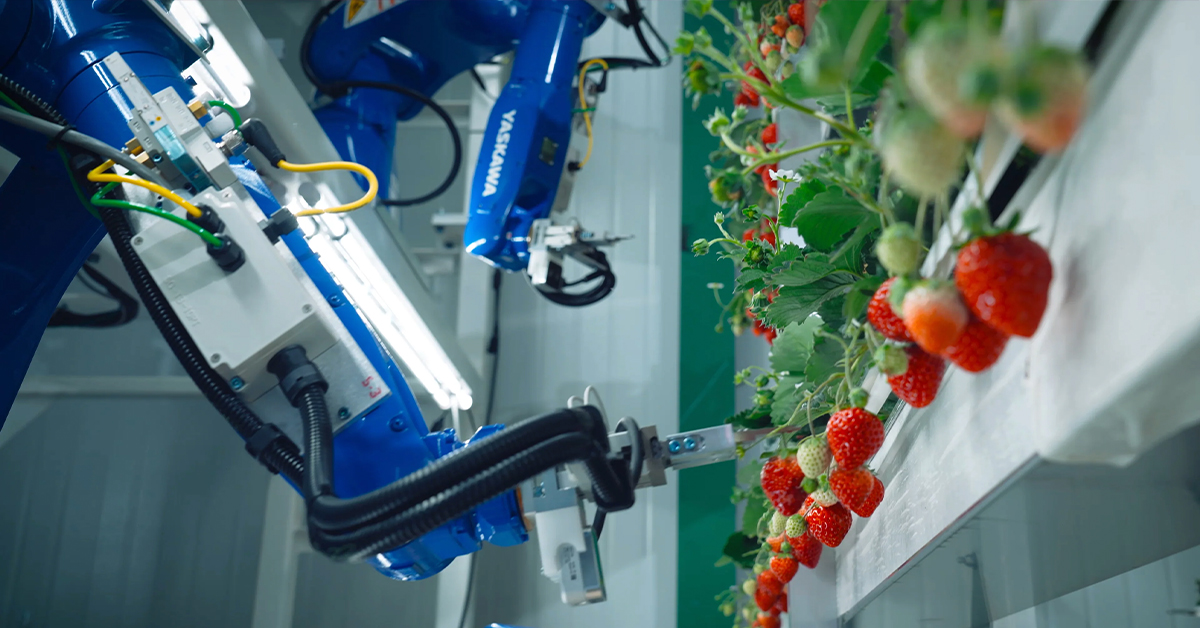 Oishii's robotic strawberry picking technology