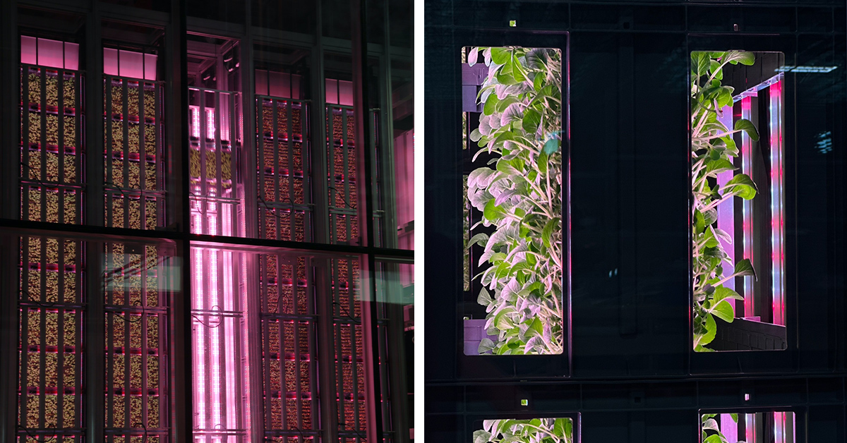 Growing tower and close-up of double-sided growing cube