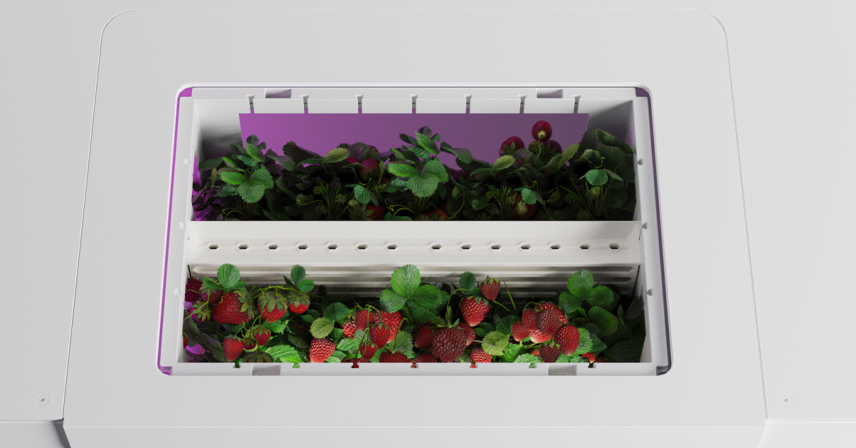 Overview look at strawberries in farming box