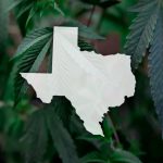 Texas Gov. Signs Executive Order to Create Legal Hemp Framework