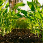 Inside Big Foods’ Bet On Regen Ag And The Evolving Nutrition Story