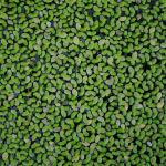 Whey Supply Crunch Opens Door for Alternative Proteins